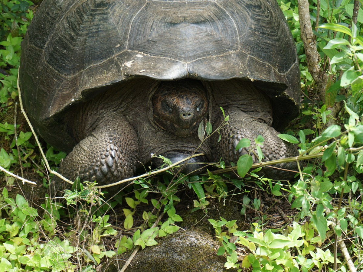 🌴 March Memories: From the Galapagos to the Craft Room!&nbsp;✂️