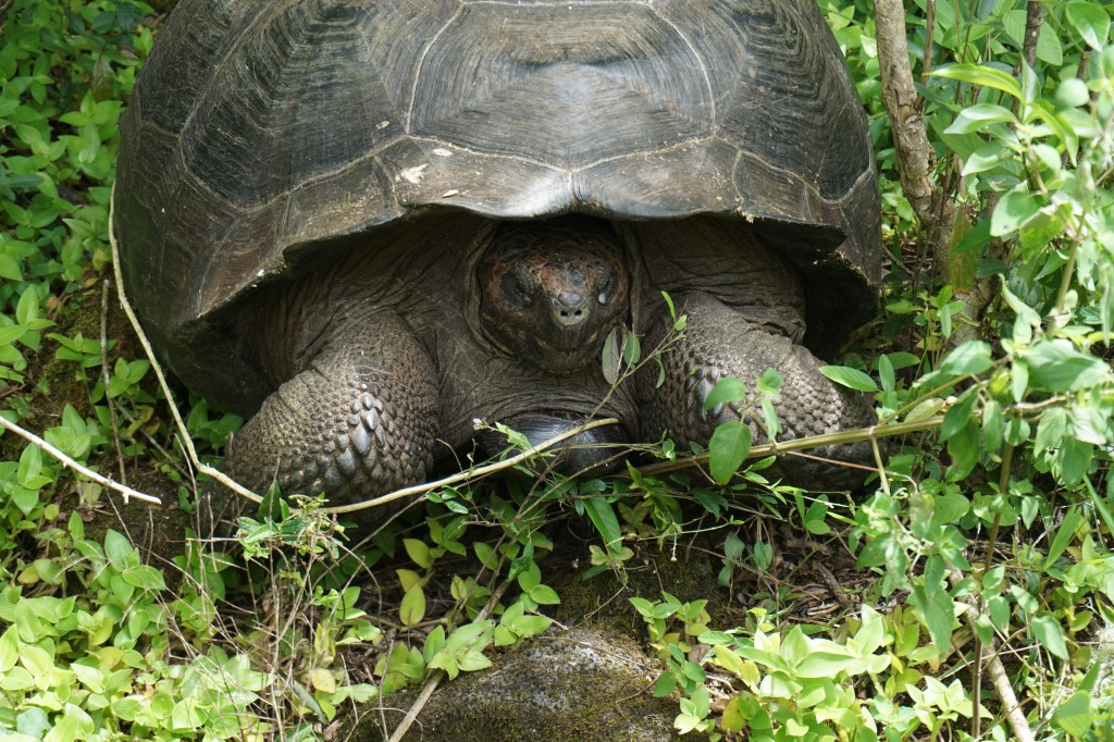 🌴 March Memories: From the Galapagos to the Craft Room!&nbsp;✂️